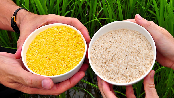 Here is an example of Golden Rice