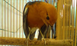 Tips pemeliharaan burung anis merah