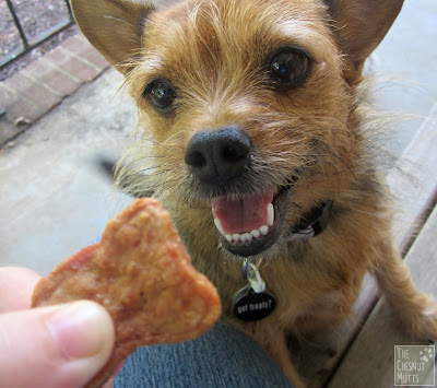 Jada looking at a Full Moon Chicken Nugget Dog Treat