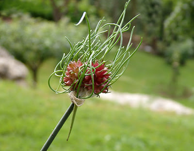 Ajo de cigüeña, puerro de viña (Allium vineale)