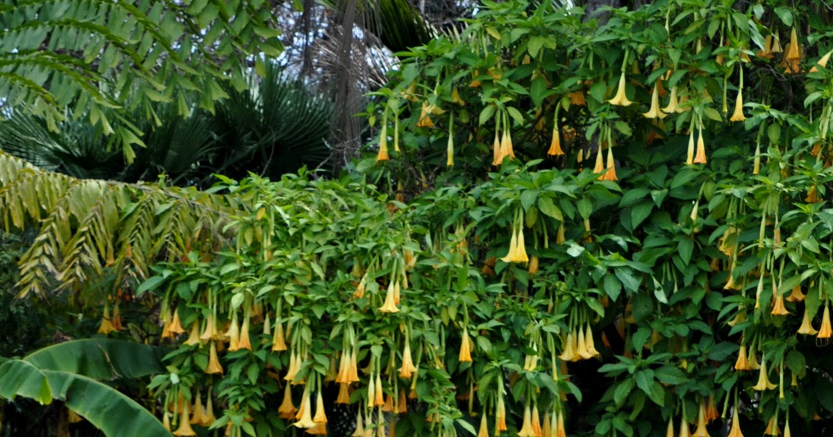 Adventures through Photography: Gardens at Lake Merritt Part II - On