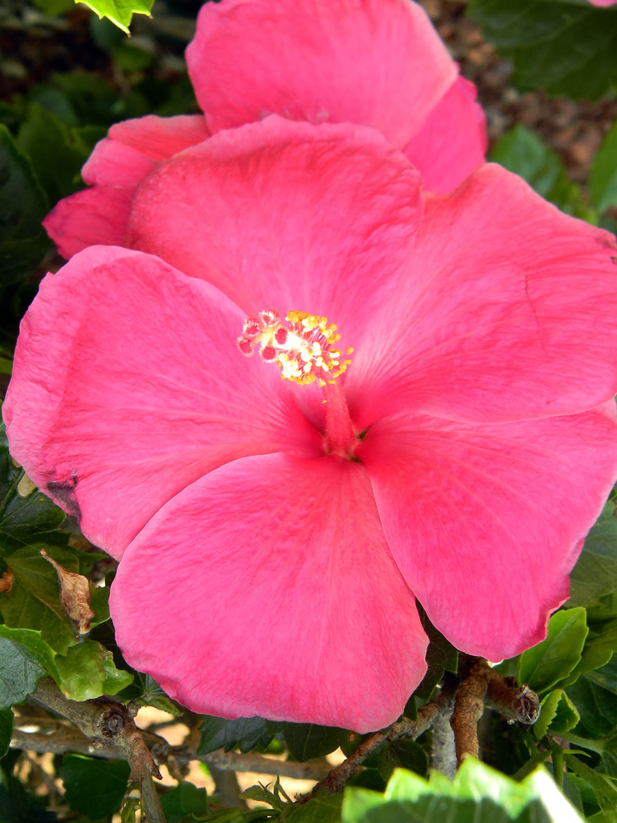 Flower of the day by Frances Tropical Flower of the Day Hot pink Hibiscus