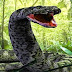 Είναι το μεγαλύτερο φίδι στον κόσμο και ζει αιχμάλωτο - Δείτε τι τρώει! (Βίντεο)
