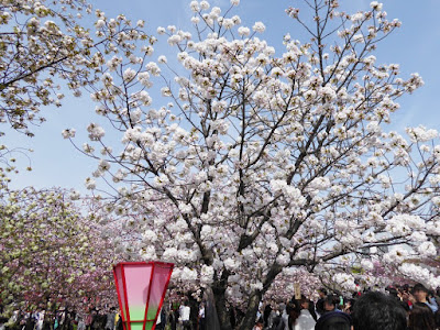 大阪造幣局 桜の通り抜け 千里香