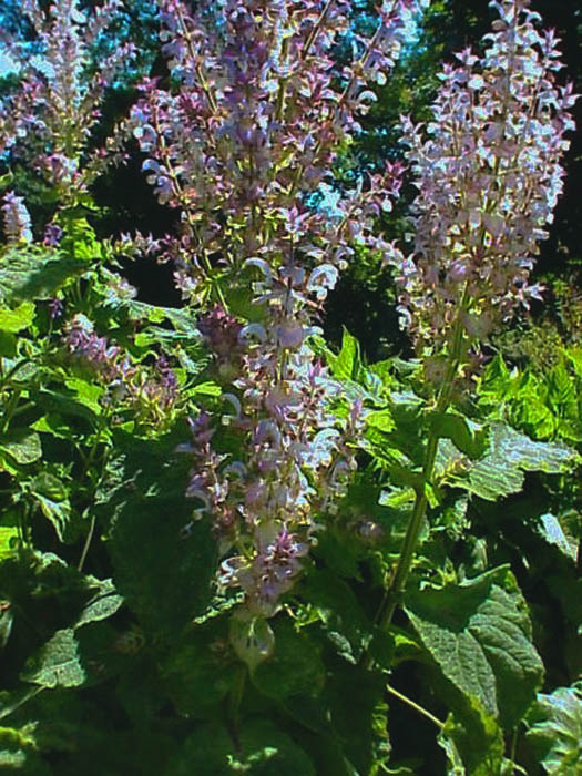 Backyard Patch Herbal Blog Herb of the Week Clary Sage
