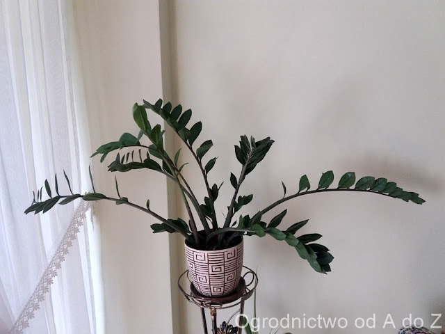 Zamiokulkas zamiolistny Zamioculcas zamiifolia