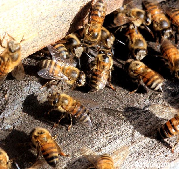 South African Photographs: Interesting facts about bees - Part 1
