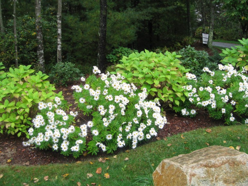 montauk daisy USA News Collections