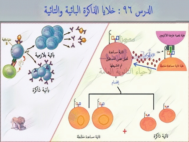 الخلايا من الأجسام اللمفية التائية تنتج المضادة خلية تائية