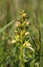 Frog Orchid - Derbyshire