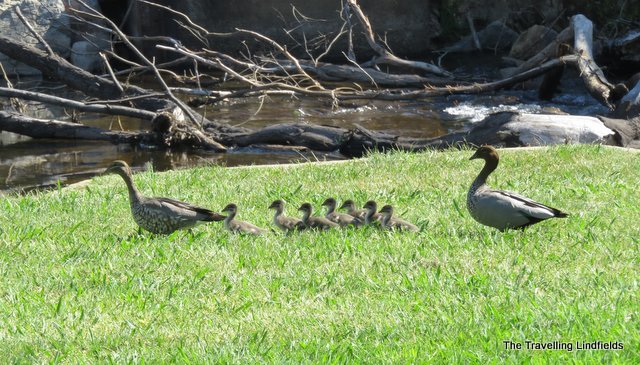 Family of ducks Murray to Mountains Rail Trail