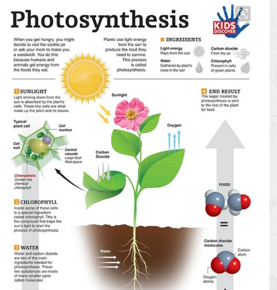 Mrs \ Souzan Gubr Let's learn science Do Plants Eat? الكائنات الحية