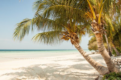 sea beach with coconut tree
