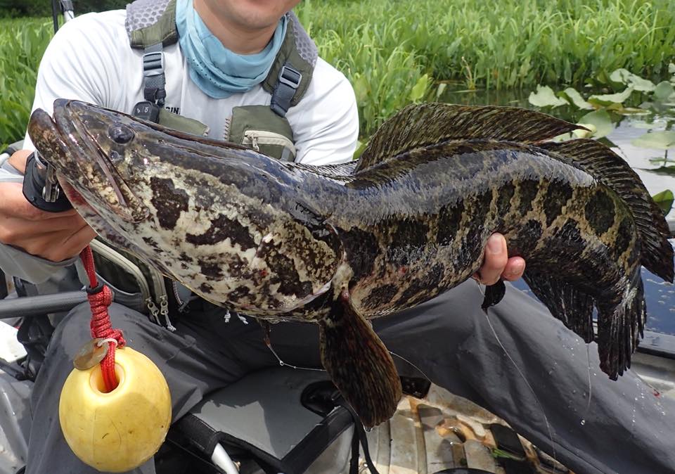 Angling Addict: Unruly Snakehead
