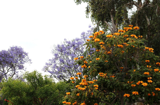 A photo, A thought............: Observation: Flower juxtaposition......