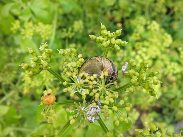 The underneath of a snail on an alexander flower.