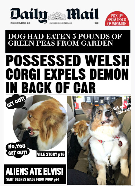 fake tabloid cover headline funny corgi