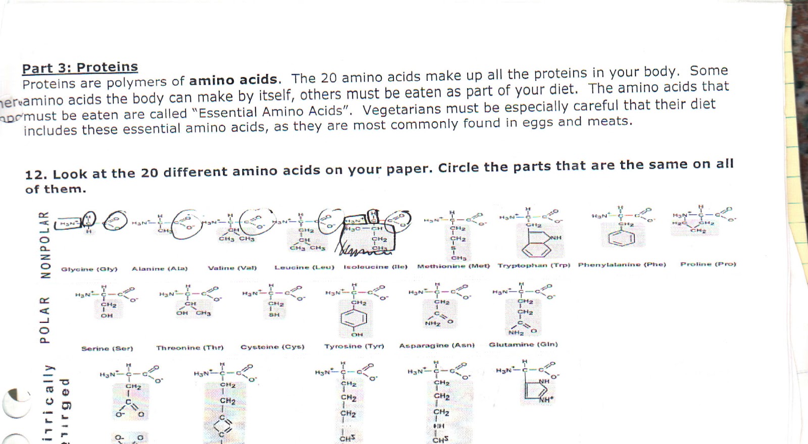 Jesse Wade Robinson Class Notes: Molecules of Life