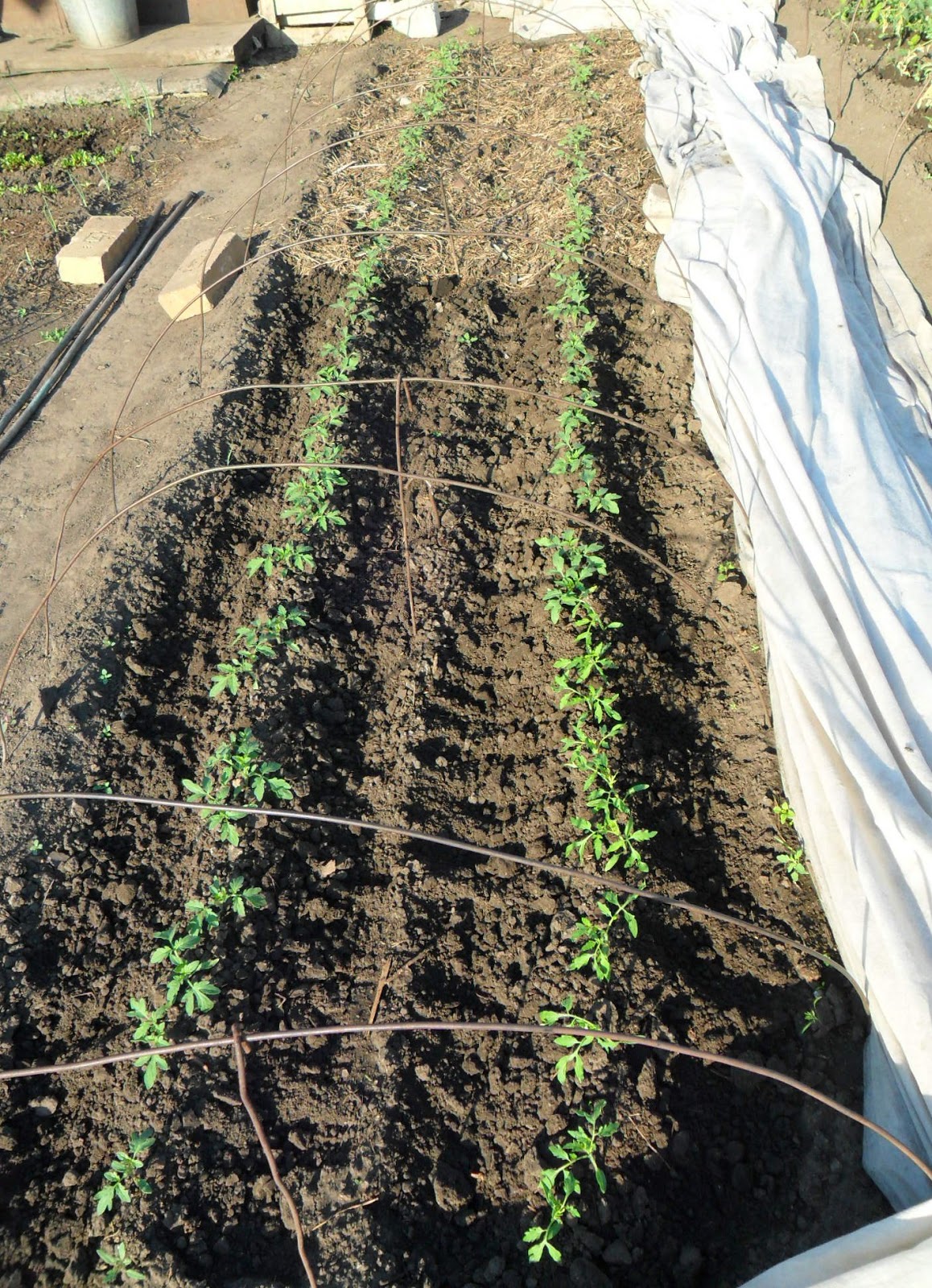 мульчирования томатов в пленки. помидоры на пленке. помидоры под укрывным материалом в открытом грунте. томаты под пленкой. томаты под пленкой.