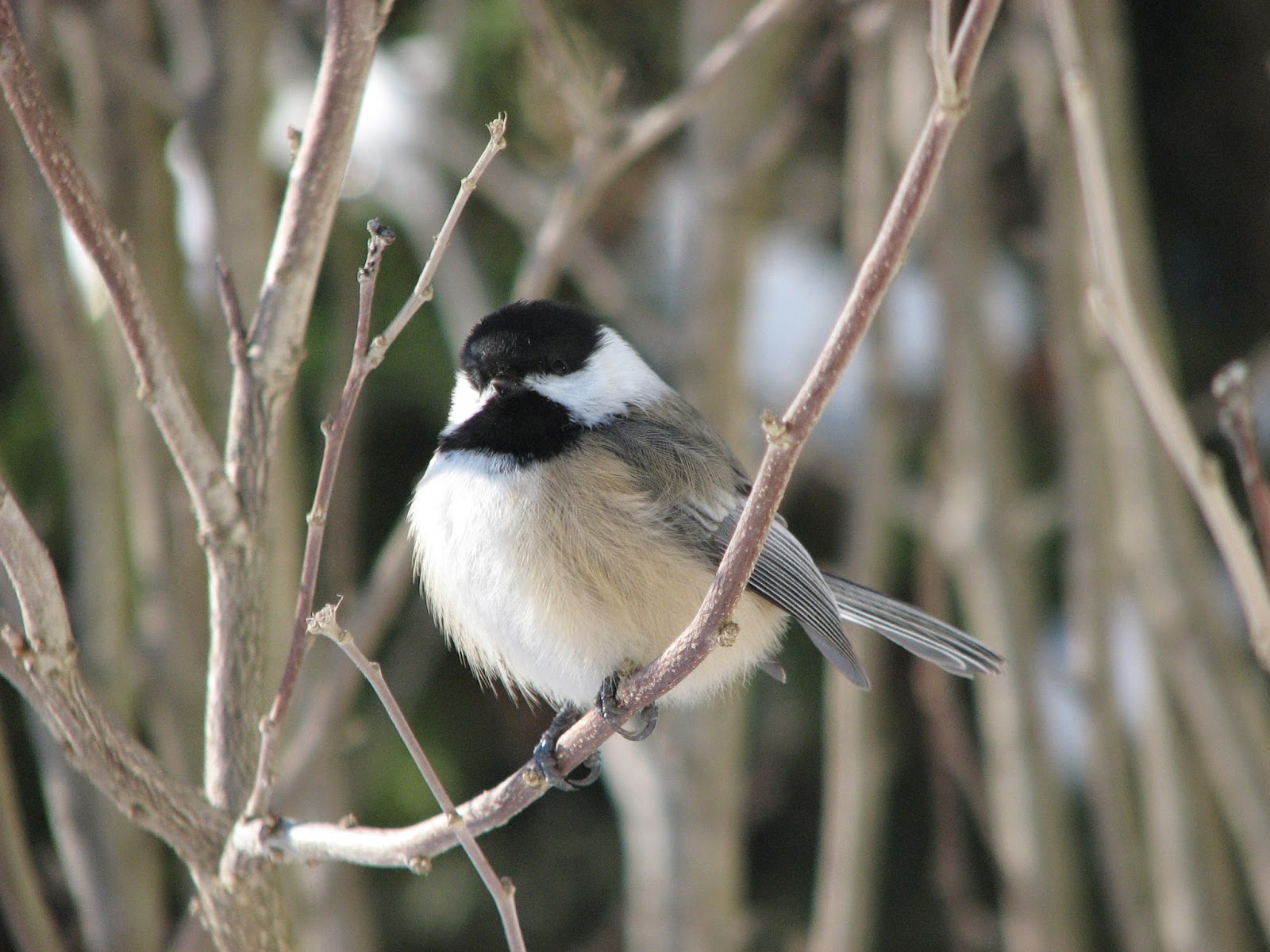 South Burlington birds: Black-capped Chickadee photos | Litter with a ...