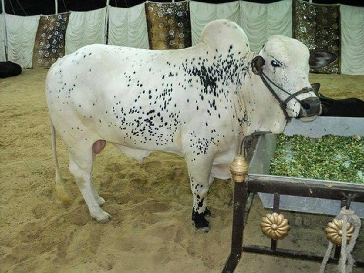 Free Download HD Wallpapers: Bakra Eid Cow Qurbani HD Wallpapers