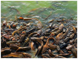 pengendalian-ikan-lele-kembung.jpg