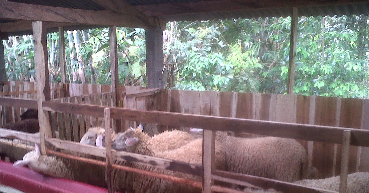 CENTRAL DOMBA "JANKAR AGRO NUSANTARA": Kandang Domba