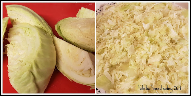 cabbage dehydrating