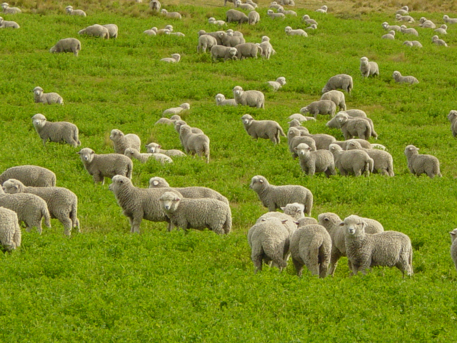 facts about flocks of sheep