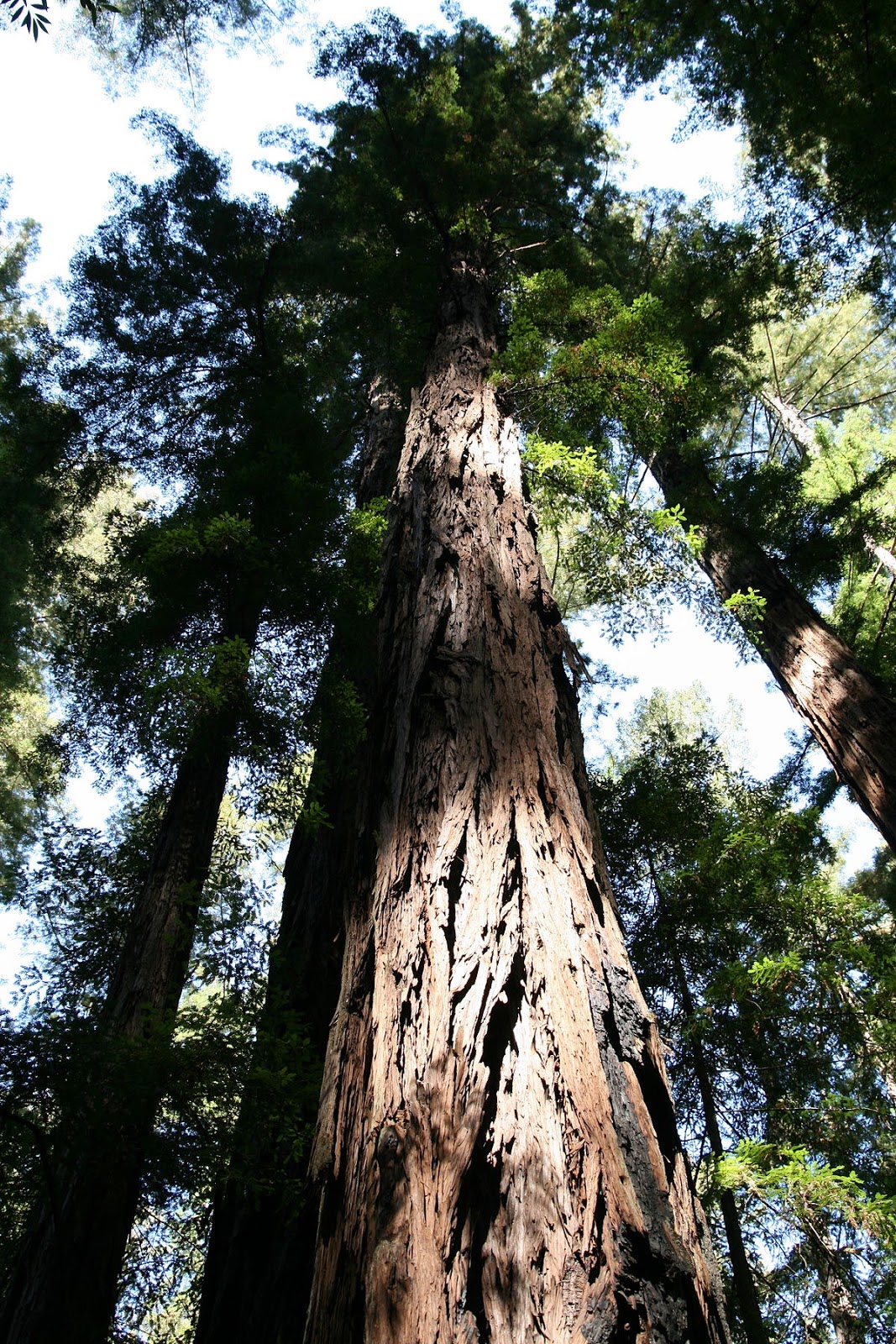 Semi Di Sequoia Gigante - 50 Semi - Sequoiadendron Gigantea - Con Istruzioni Per La Coltivazione