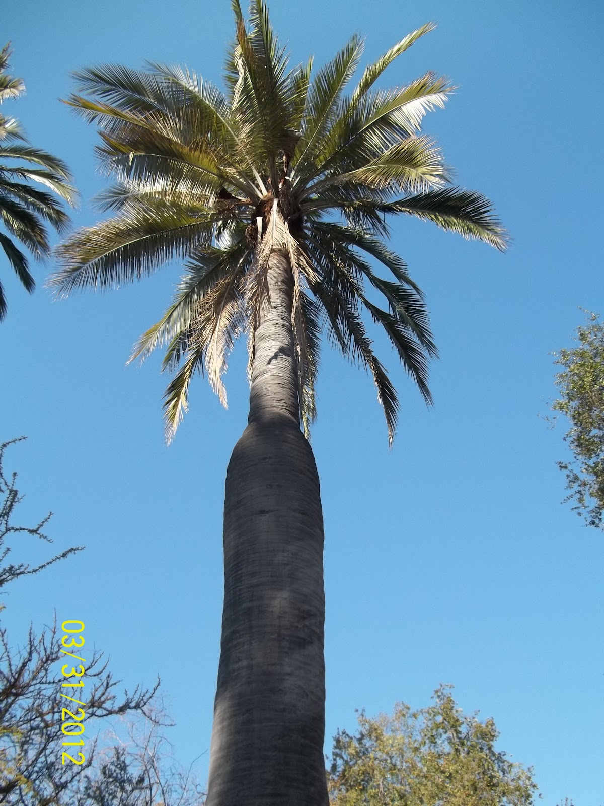 parque-nacional-la-campana-flora-y-fauna