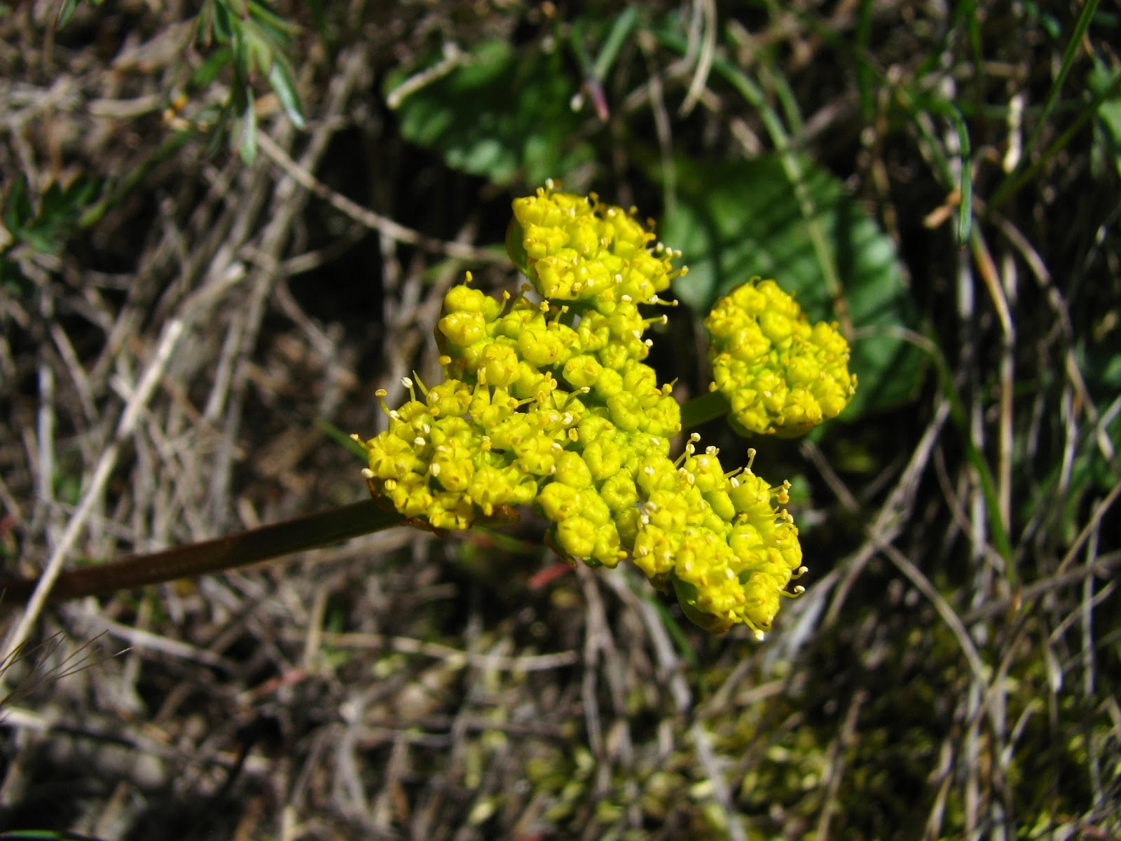 Flora montana Nineleaved Desert Parsley