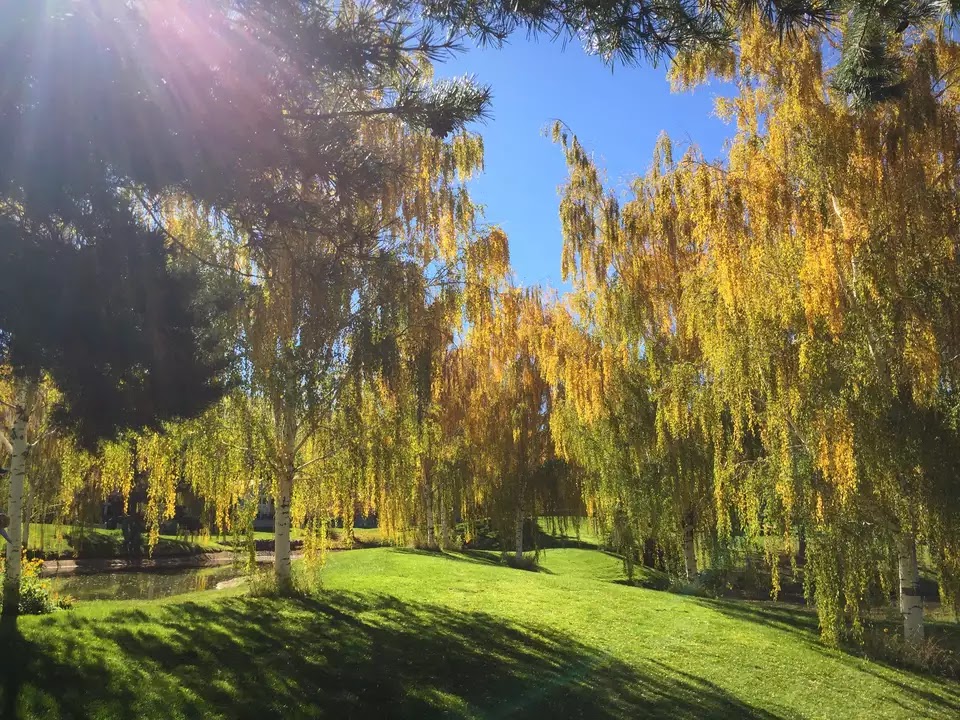 wandering willows where to find peanuts wandering willows where to find peanuts