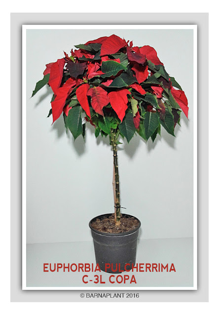 Euphorbia-Pulcherrima-C3L-Copa