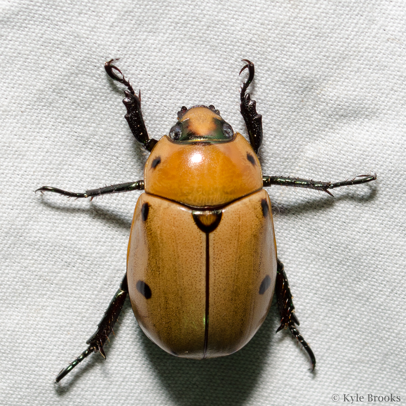 Grapevine Beetle, Pelidnota punctata