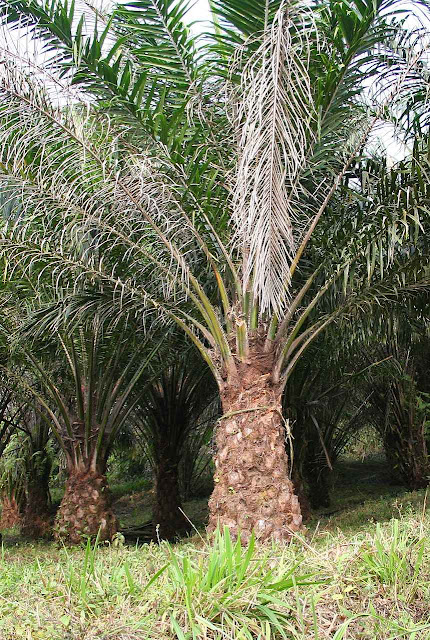 Árvore de óleo de palma, ou dendê, (Elaeis guineensis), decretada inimigo da planeta pelo ditatorialismo ambientalista Árvore de óleo de palma, ou dendê, (Elaeis guineensis), decretada inimigo da planeta pelo ditatorialismo ambientalista