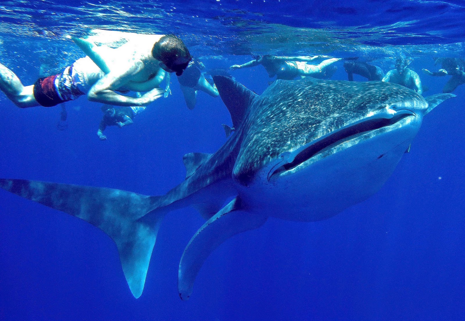 Swim with Dolphins, Snorkel with Manta Rays, Whale Watching, Boat Tours