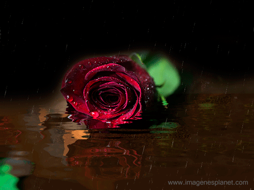 Rosa animada con agua y lluvia en movimiento para san valentin