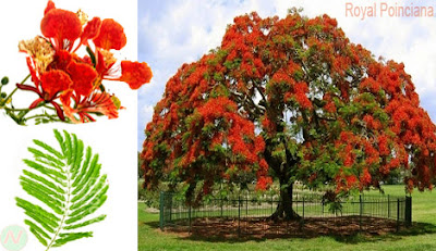 royal poinciana tree