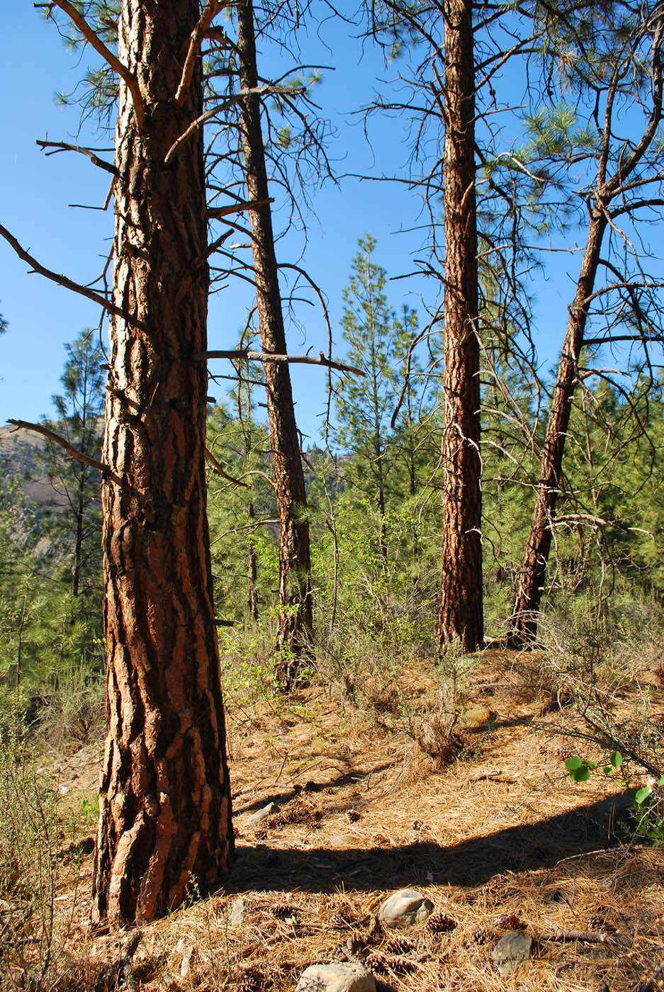 outside of the bubble Mission Mountains in Montana