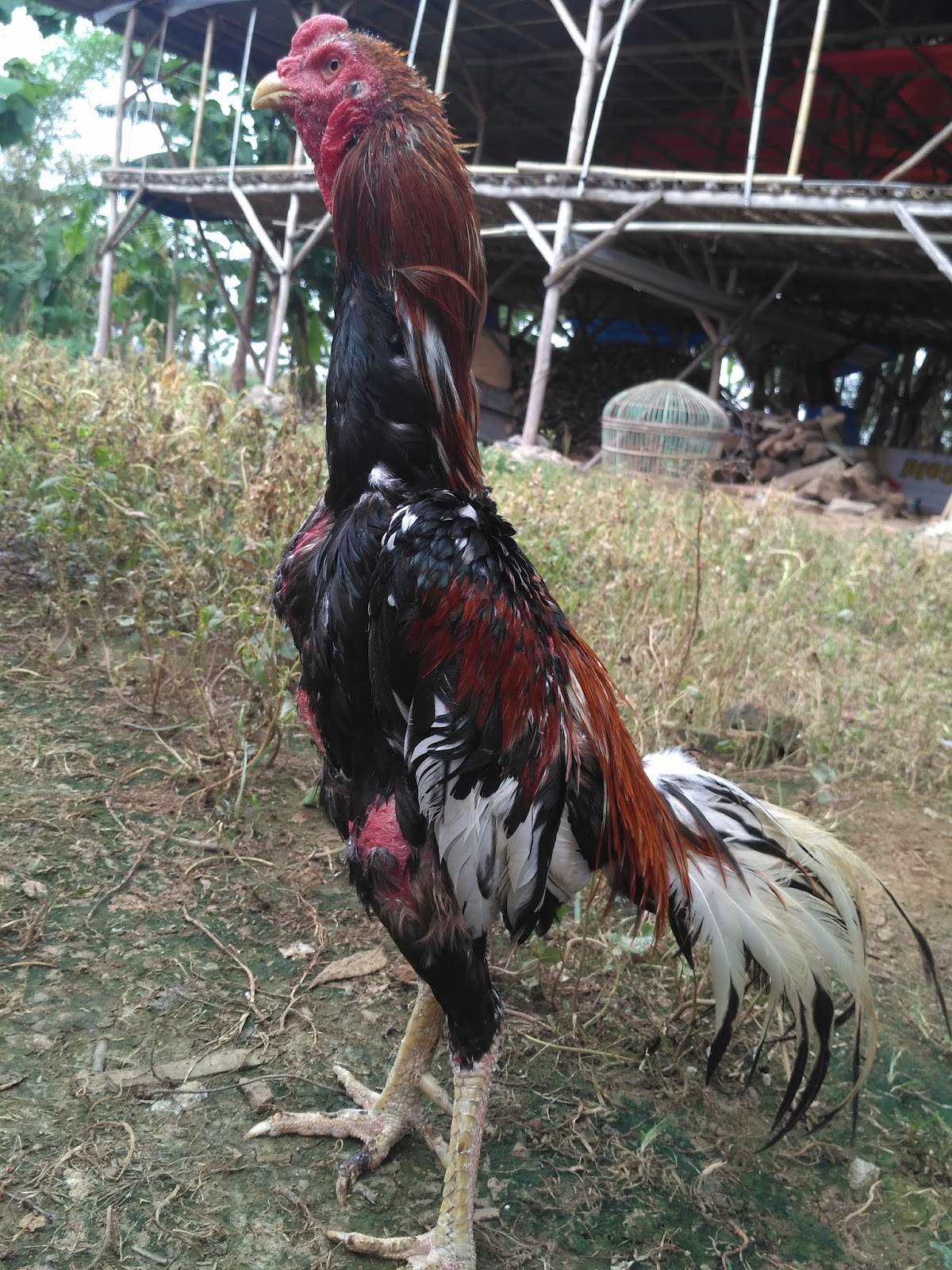 Ayam Aduan