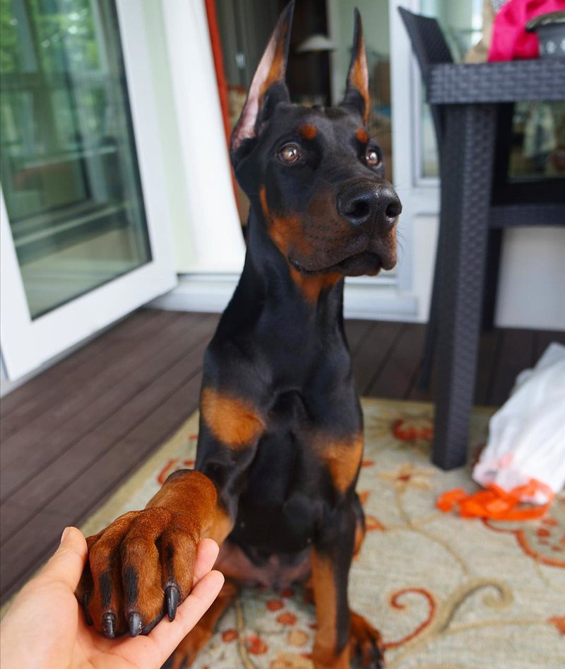 Doberman Pinscher puppy My Interests