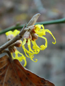 Arnold Promise witch hazel blooms by garden muses-not another Toronto gardening blog