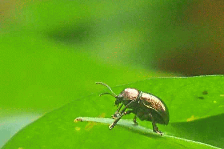flapped its gold wings,look inside,gold beetle,ID,help,specimen
