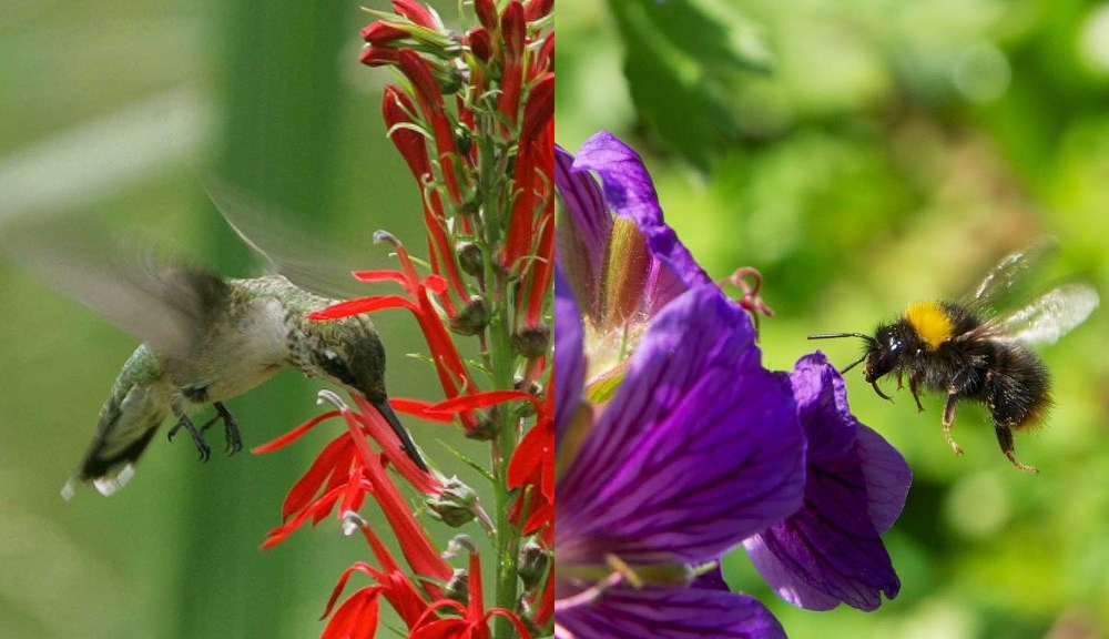Birds vs. bees Study helps explain how flowers evolved to get