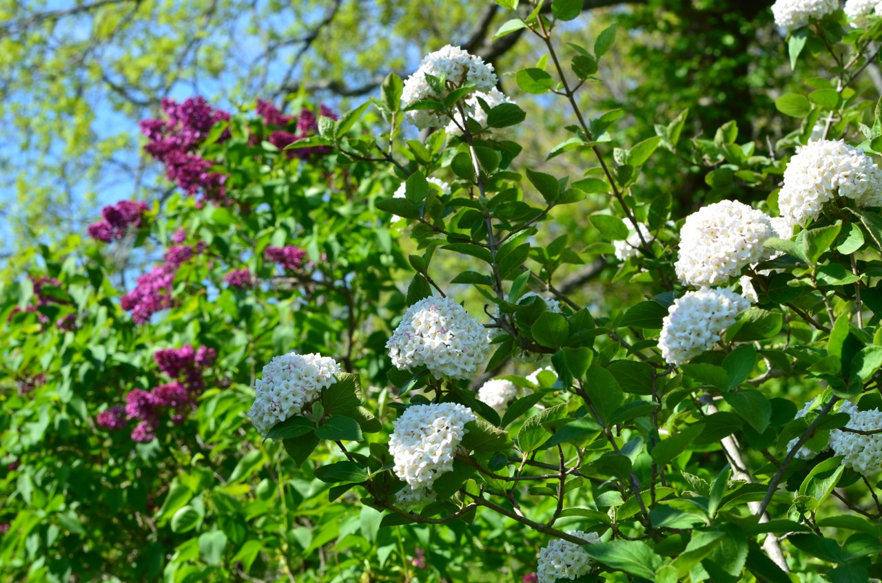 Flower Hill Farm Quietly Walking About the Mid May Garden