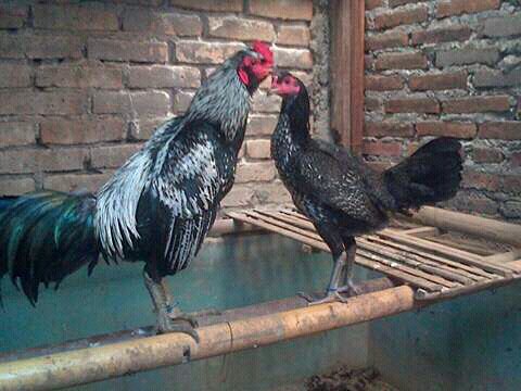 80 Gambar Ayam Aduan Pama Terbaik 80 Gambar Ayam Aduan Pama Terbaik