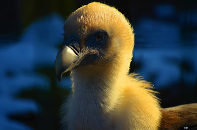 Gänsegeier, Griffon aasvoël, Shkaba Griffon, Griffon vulture Vogel, bird, oiseau, Uccello, Pássaro, птица, pájaro, kuş, chim, vták, pták, madár, птушка, zog, ptica, птица, lintu, πουλί, птица, fågel, kuş, madár, zog