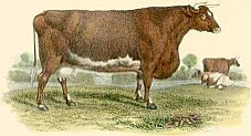 Cow