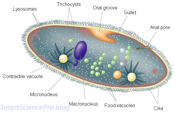 Smart Science Pro: Natural Classification of Micro-Organisms